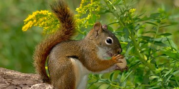 mammal_red-squirrel_shutterstock_600x300
