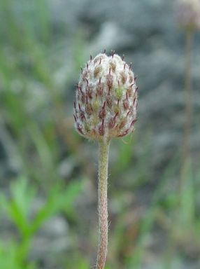 anemone-multifida-seed ballsmall