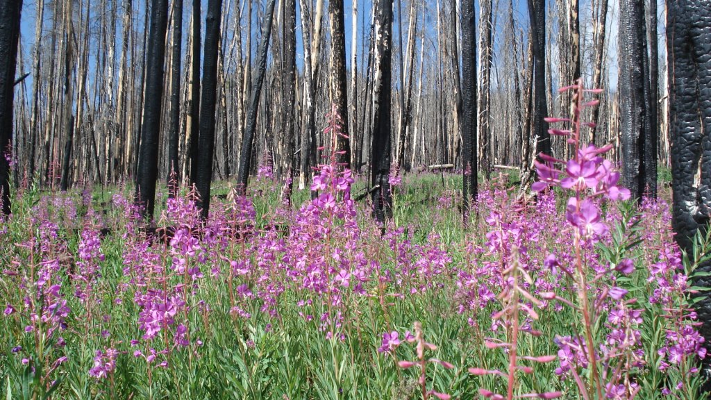 This image has an empty alt attribute; its file name is fireweed-and-scorched-trees.jpg